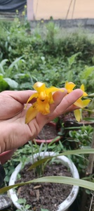 虎头兰黄花种很多年了，本地虎头兰黄素，喜欢的联系。一苗价格