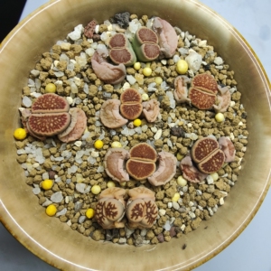 生石花菊纹章双头