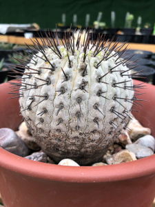 仙人球黑王丸,孤龙丸,龙爪球属,原地株,养定多年,不含刺10