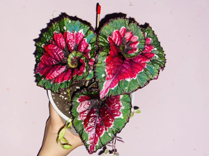 植物盆栽花卉,大叶彩蜗牛秋海棠,不是小叶五彩蜗牛.大叶大叶哦