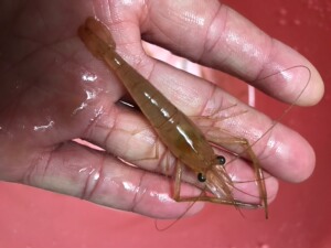 野生河虾 大眼贼虾 原生活体 观赏虾 喂鱼饲料虾 长臂虾 除