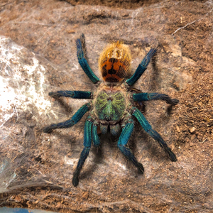 委内瑞拉红绿橙