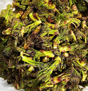 山野菜刺嫩芽猴腿大叶芹山迷子刺五加各种山野菜,都是从山上先挖