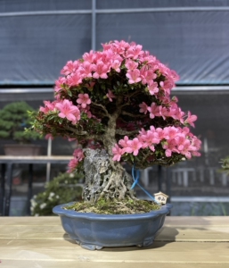 日本进口皋月杜鹃附石珍山盆景