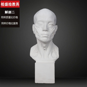 【破碎退全款】包邮57厘米肌肉解刨扒皮人石膏头像美术绘画素描
