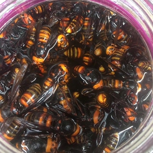 红娘金环虎头蜂,大土蜂,活蜂,泡酒首选,个头最大,一百只起发