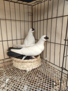 精品扬州高飞点子种鸽一对,到家就下蛋,一平一凤头,鸽子包活包