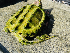 000人付款淘宝大鳄龟变异白金大鳄wg背甲33,15公分,尾尖轻微磨损.