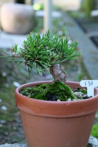 寸稍(日本八房黑松)