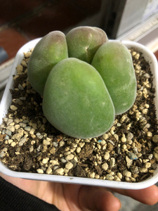 宝辉玉 肉锥之王 单头尺寸差不多3厘米.标价即卖价