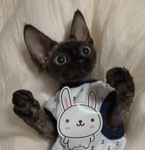 大眼睛德文 纯黑色德文卷毛猫