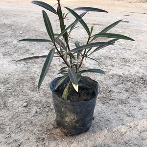 刣蛇剑花苗 花叶假杜鹃 刺血红 七星剑 血路草药草绿植