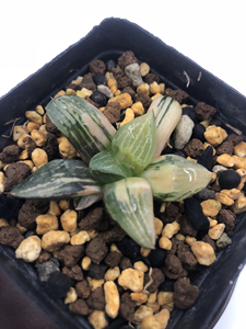 多肉植物 大久保寿锦