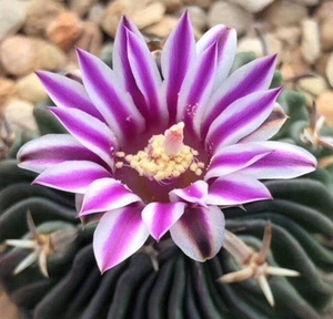 果几只旗舰店天猫多棱玉仙人球千波万波稀有品种开花仙人掌科植物