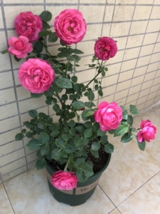 乔治一世国王月季