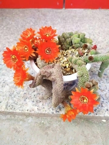 仙人球白檀缀化