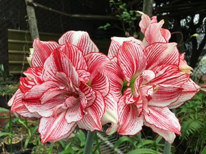 日本朱顶红十二单衣,1-1.5,45一个,组培苗,包对版,有