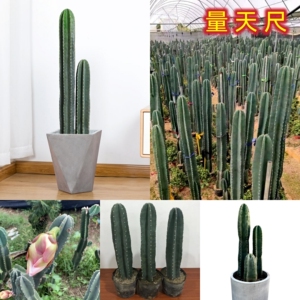 量天尺仙人柱开花