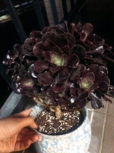 多肉法师梅花珀迪