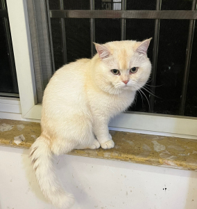 凯米尔色渐层英短配种 ,400配种费或一只小猫,脸圆,体格大