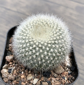 白雪光 实生仙人球小盆栽 3-4cm 裸根不带土