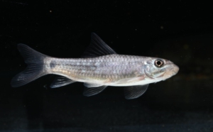 东方墨头  熊猫墨头  除藻工具鱼  冷水麒麟鱼 墨头鱼