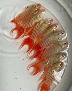 清仓处理,一对25元包邮,中国斗鱼白兔斗鱼,国斗鱼好养,冷水