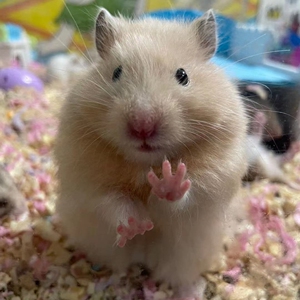 金丝熊米熊虎纹奶牛熊家养小仓鼠仓鼠宠物,公母可选,自家养殖