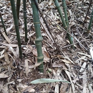 出售实心竹苗 ,直径 1.0一2.0全冠带土球,15一根