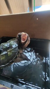 佛鳄龟 非变异大鳄龟 原种后 1500档的极品苗子培养的 背_阿里巴巴找