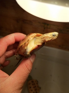 黄化虎纹草龟精品黄化虎纹,粗头纹,灯下红眼,肉色高