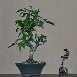 【郁野】日本绯玉真弓鬼箭羽真弓盆景小品盆景盆栽掌上精品盆景微