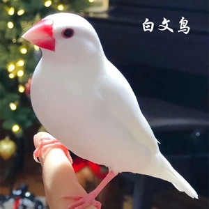 500人付款淘宝观赏宠物鸟活体白珍珠鸟活物灰白文鸟十