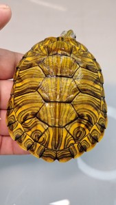 【格兰德龟】格兰德龟品牌,价格 - 阿里巴巴