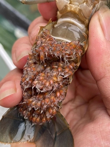 澳洲淡水龙虾【抱卵种虾】,一只抱卵母虾一窝可产300-500