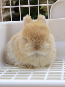 兔子活体进口赛级后代荷兰侏儒兔单双血暹罗垂耳兔宠物兔活物12人付款