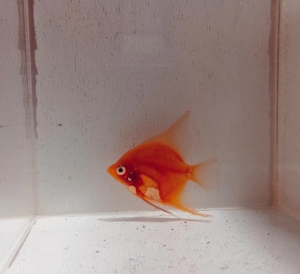 福利福利福利601560156015红魔鬼神仙鱼,燕鱼,观赏鱼