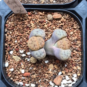 线招福玉生石花