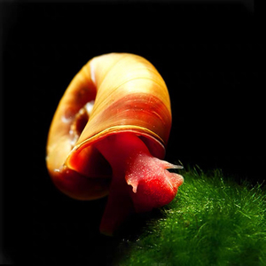 红苹果螺水草缸除藻清洁大瓶金宝螺观赏活体宠物小蜗牛淡水繁殖螺