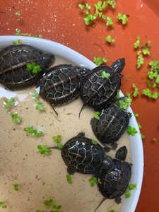 苏北金线草龟苗宠物小乌龟2-3厘米精品苏北金线草龟苗,两只1