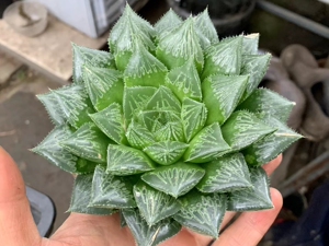 超大型莲座状玉露寿,88包邮