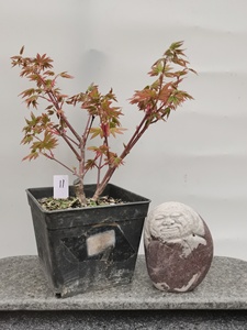 原生紫清姬 日本红枫高压苗 盆景素材盆栽
