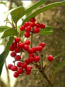 花卉盆景野生八爪金龙,富贵子树苗铁雨伞,朱砂根 开侯剑种苗