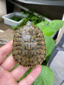 迷彩巴西龟大斑粗紋多基因直显巴西龟，变异巴西龟经过多年繁育，