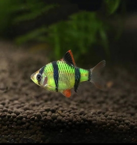 翡翠虎皮鱼,翡翠平平,热带鱼,观赏鱼,淡水小丑鱼.可群游,非