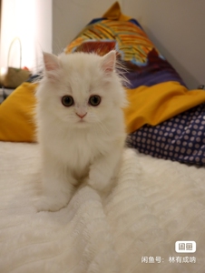 苏格兰高地/苏格兰立耳猫/高地纯乳