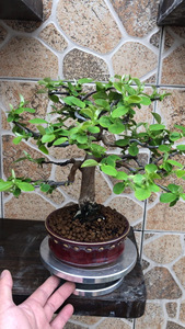 日本进口花梨木瓜盆景,花梨,掌上一手托小精品,主杆,枝条日本