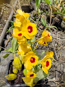 稀世珍品栗斑鼓槌石斛,短粗型栗斑鼓槌石斛个体,仅此一盆