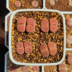 生石花 corona日轮 卡罗拉日轮 特选巧克力日轮