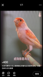 芙蓉鸟玉鸟马赛克小丑辣椒红自家养殖手养鸣叫宠物鸟